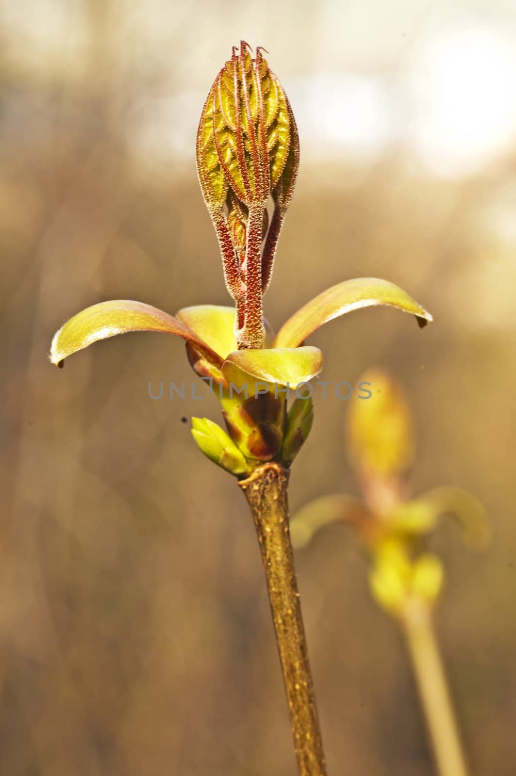 maple bud by Jochen