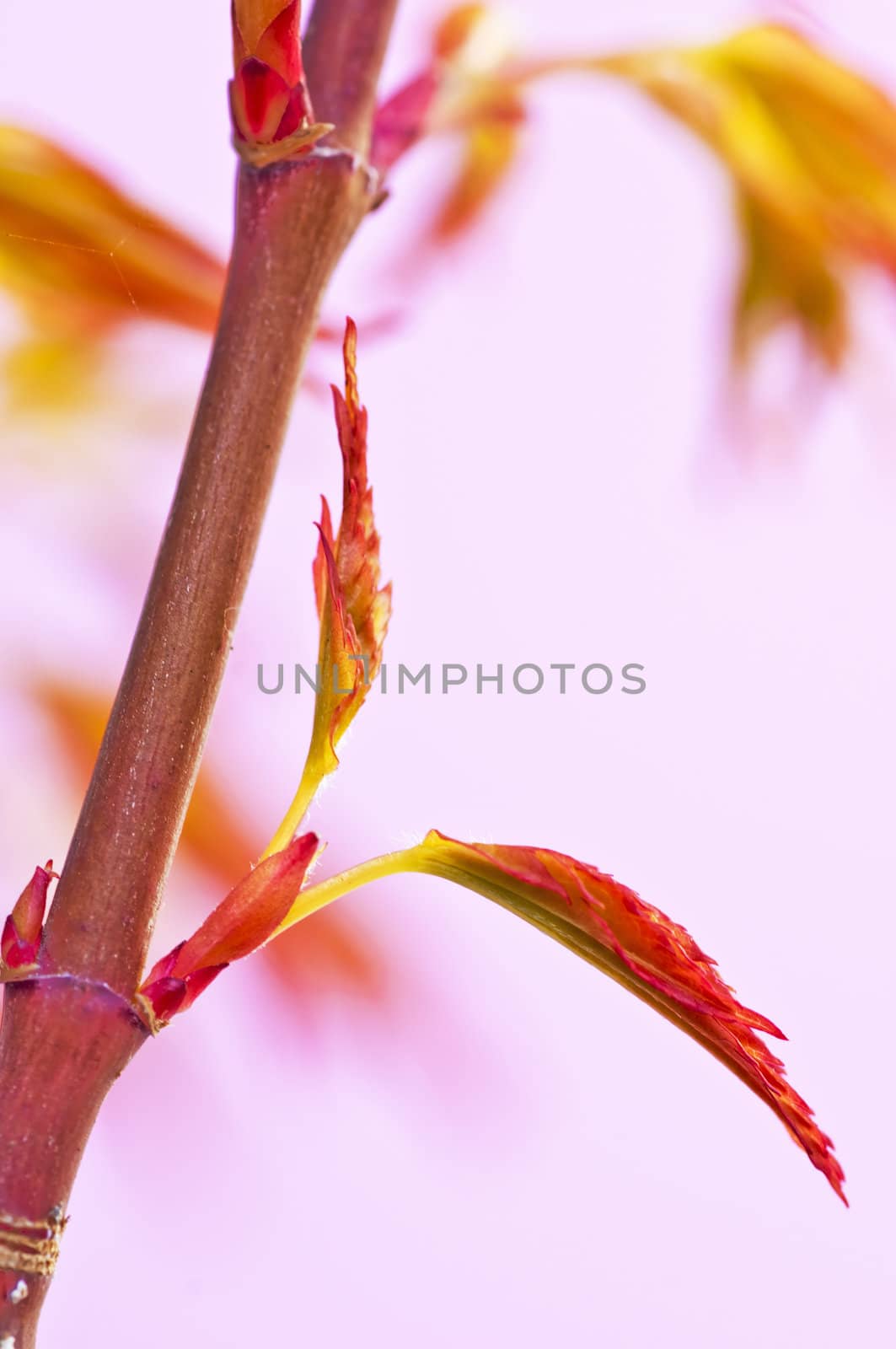 japanese maple in spring by Jochen