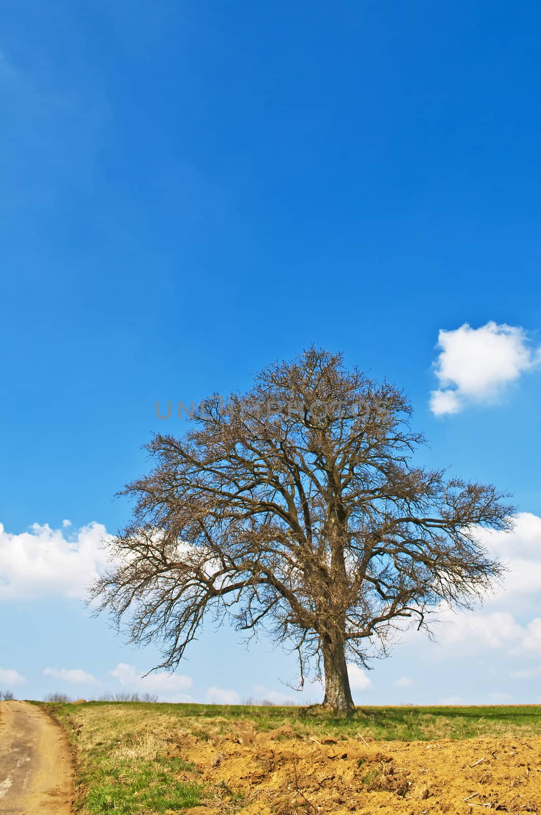 tree in early spring by Jochen