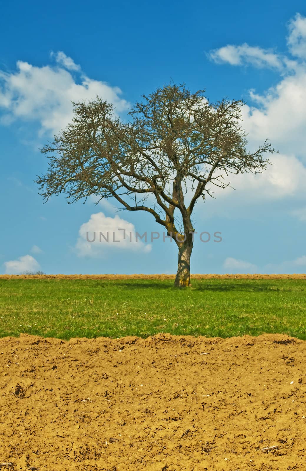 tree in early spring