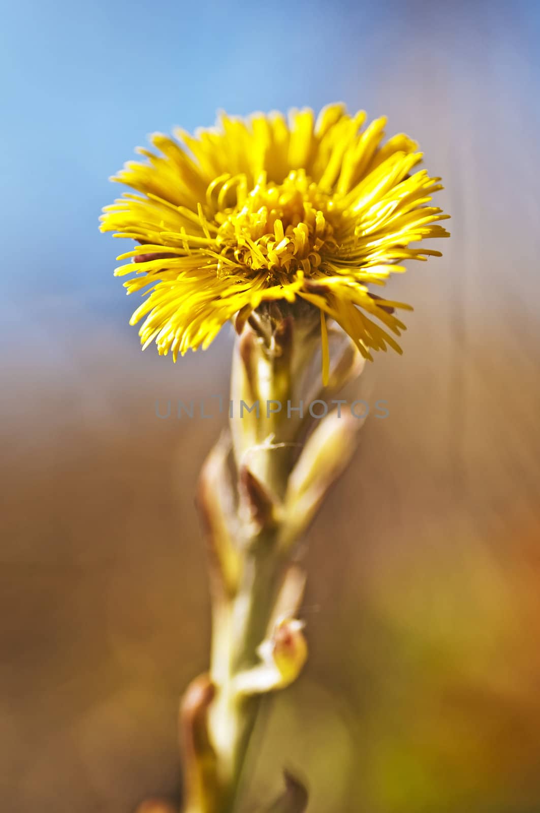 coughwort by Jochen