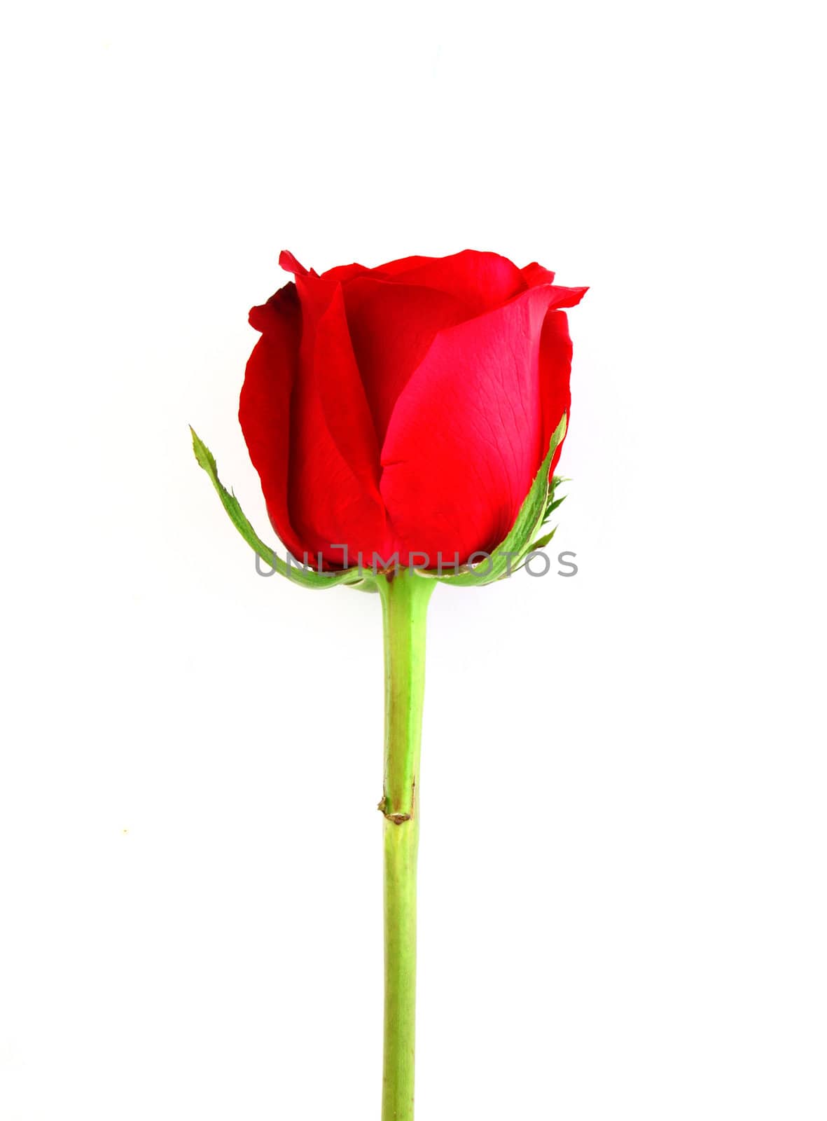 Beautiful red rose isolated on white by nuchylee