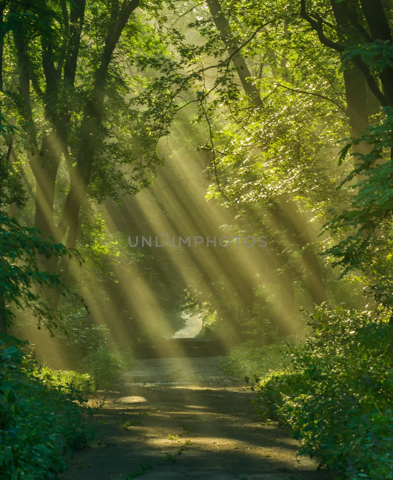 Rays of sunlight between trees in park