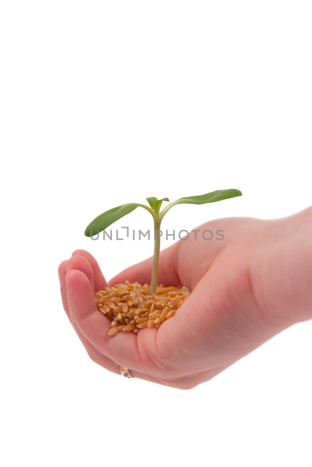 Young sprout in the hand, isolated on a white background