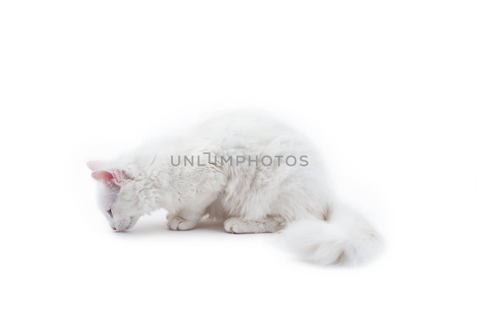 The white cat, angora, isolated on white