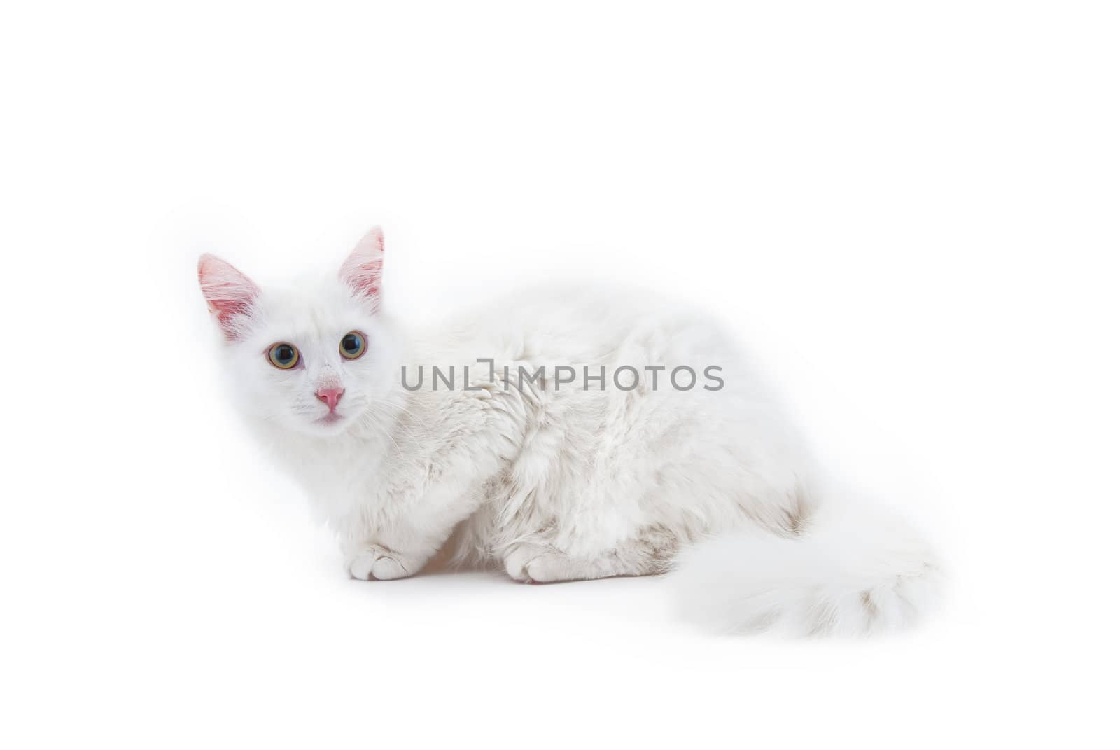 White cat by firewings