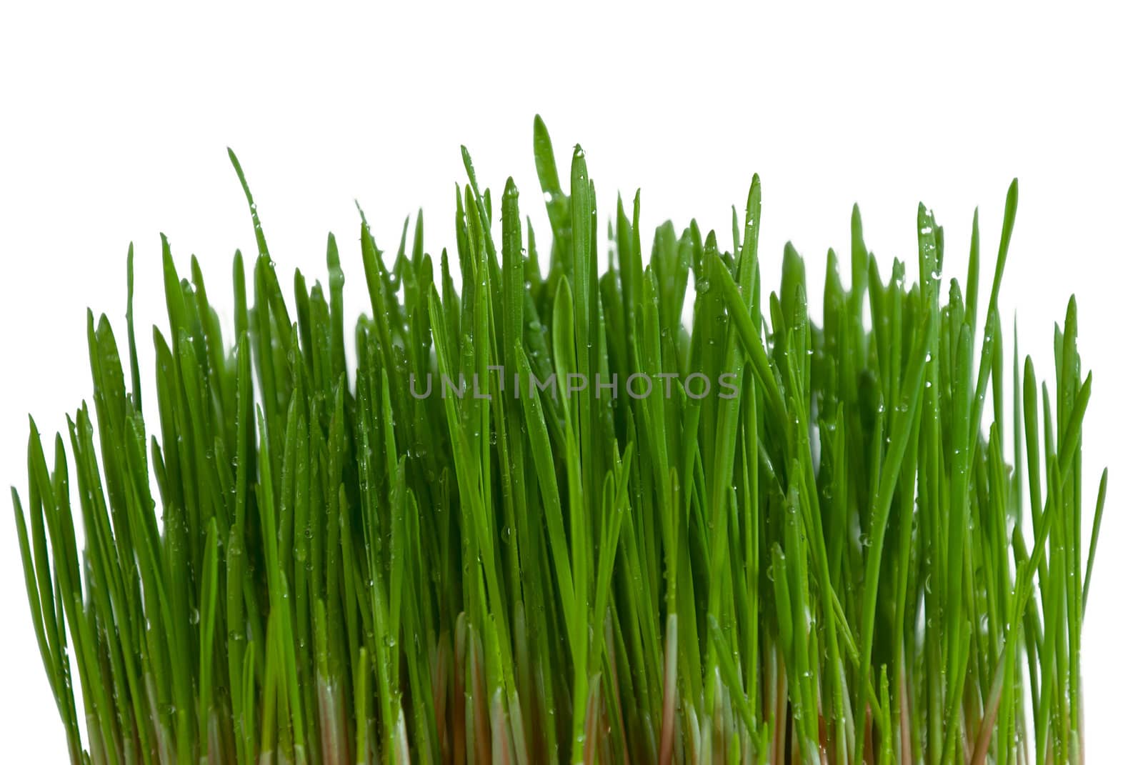 Bush of green grass on white background