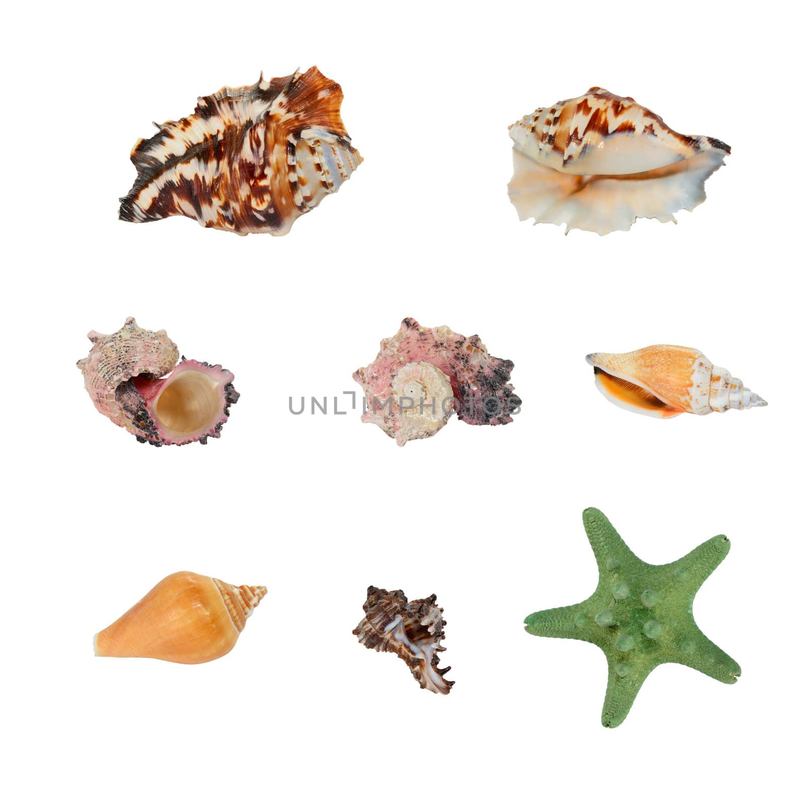 Seashells collection by firewings