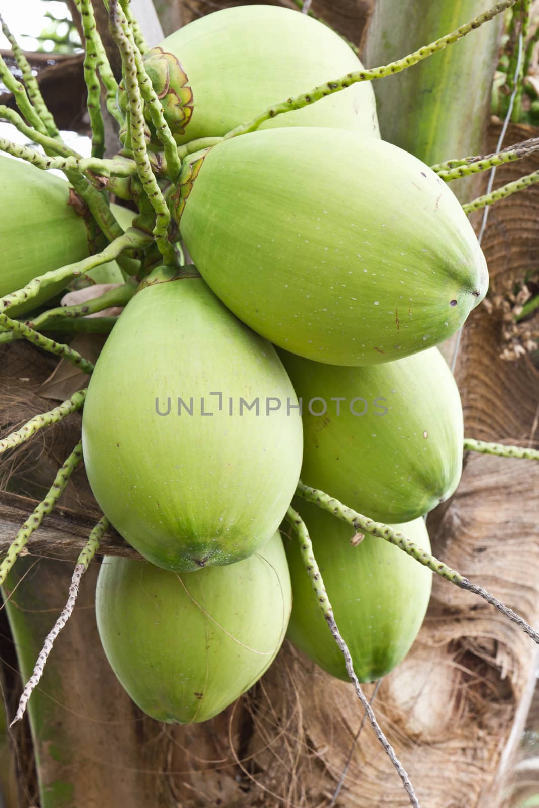 Close up  coconut with a bunch on tree