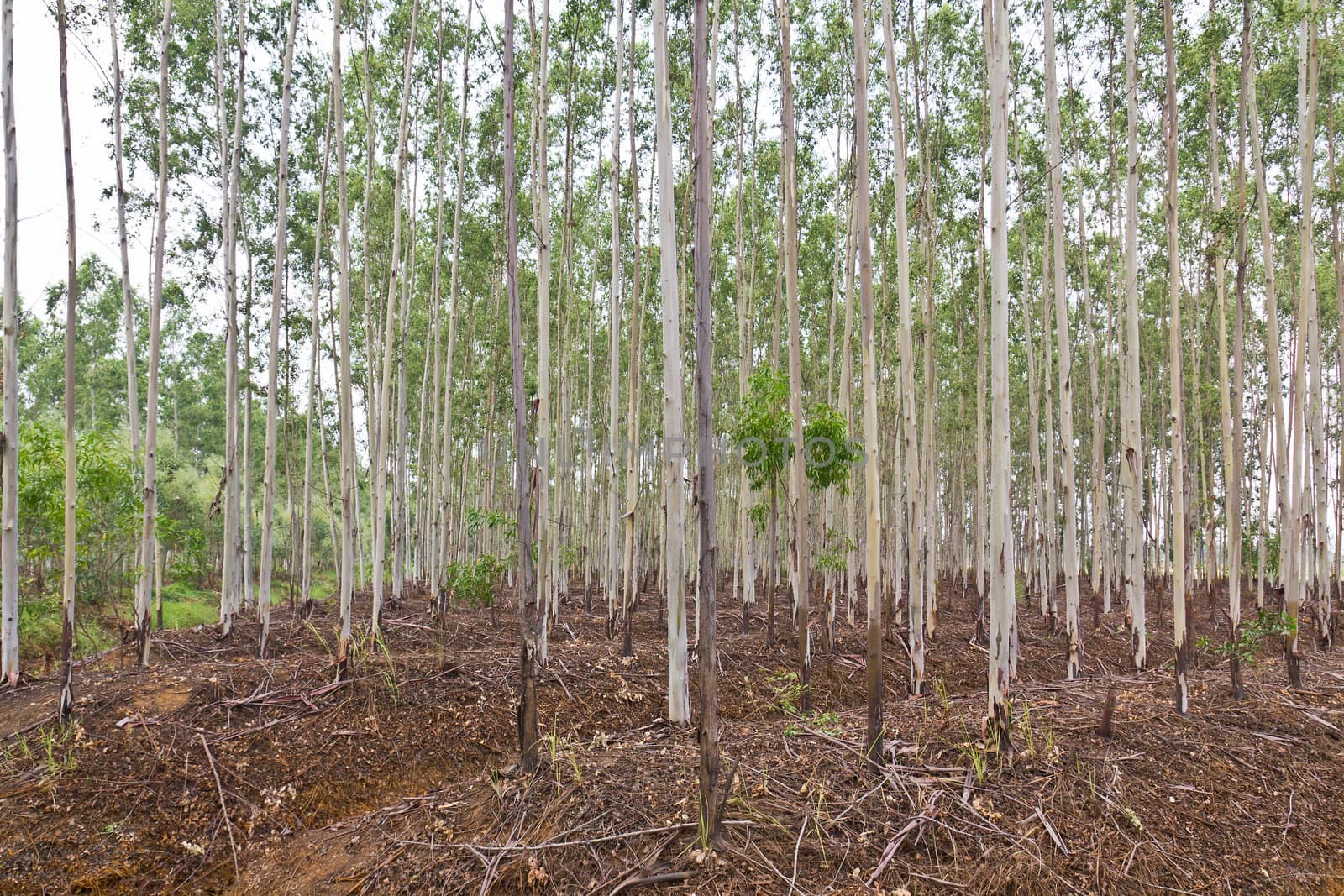 Plantation of Eucalyptus for paper industry