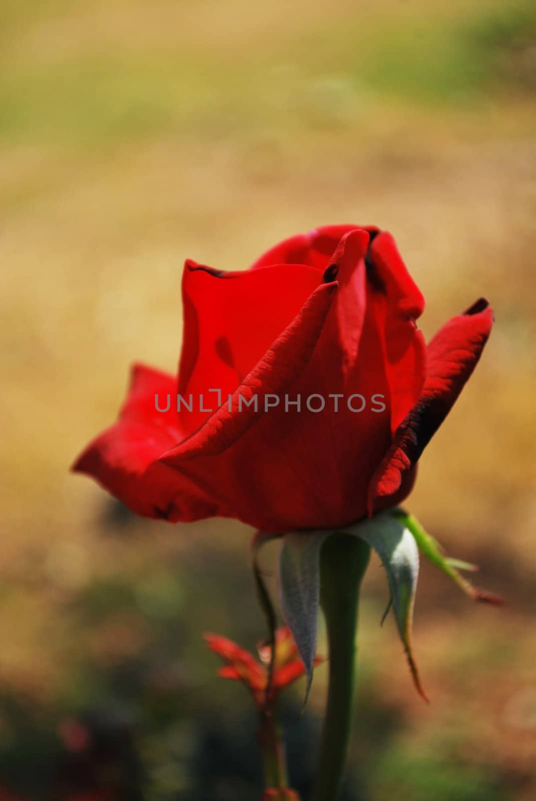 Red rose closeup