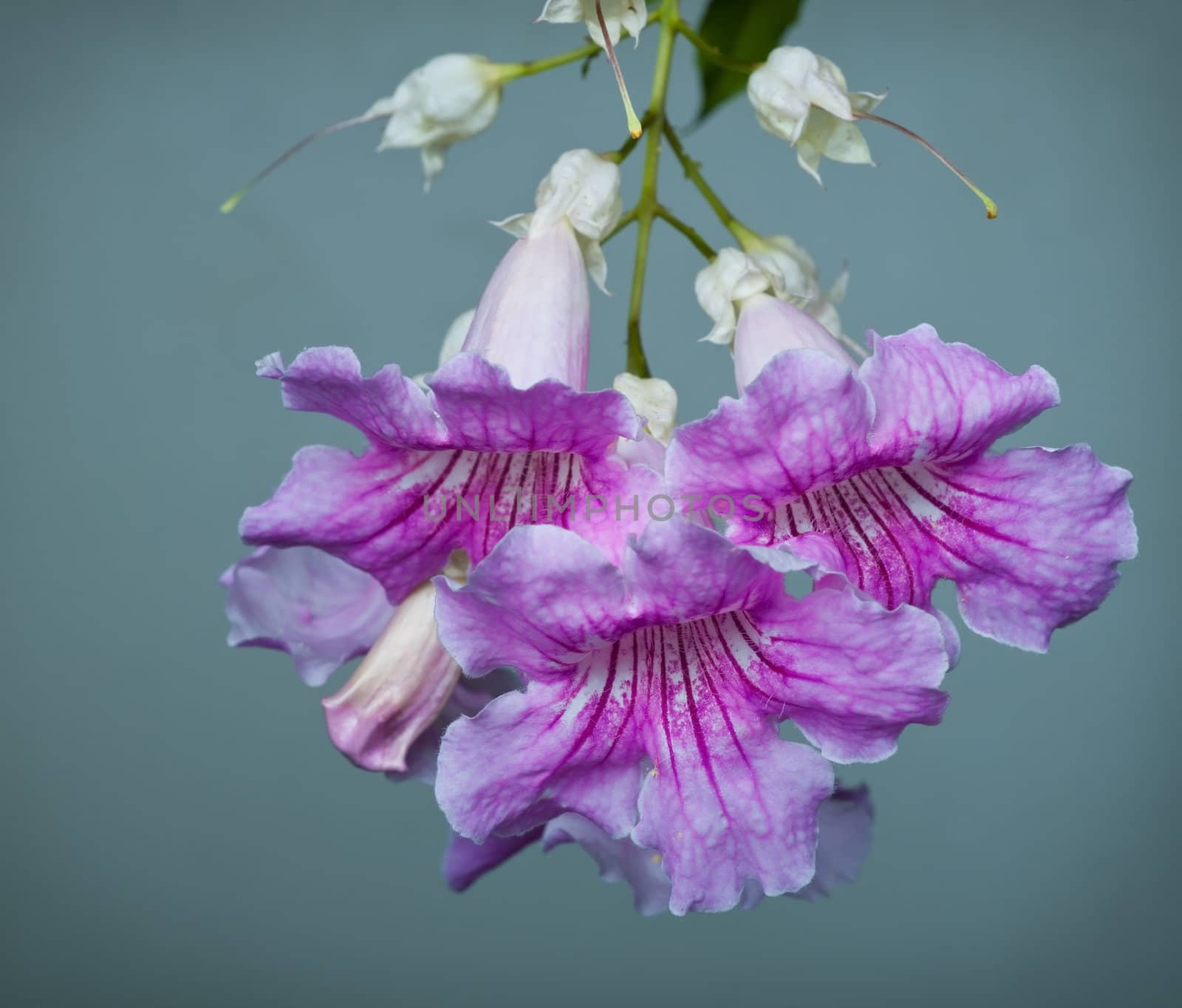 Flowers close up, copy space, green background.