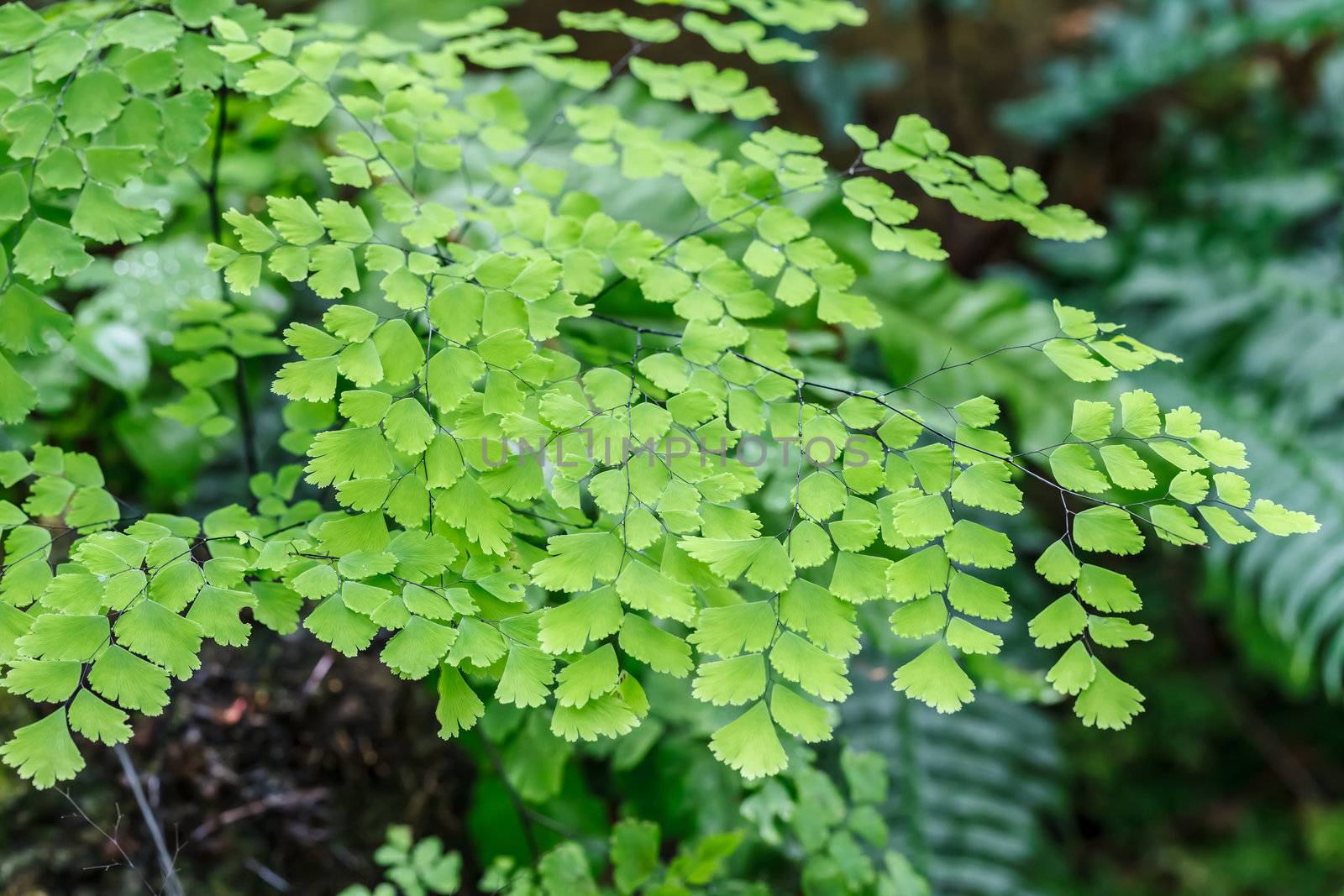 Fern plants cover the ground of the natural forest.