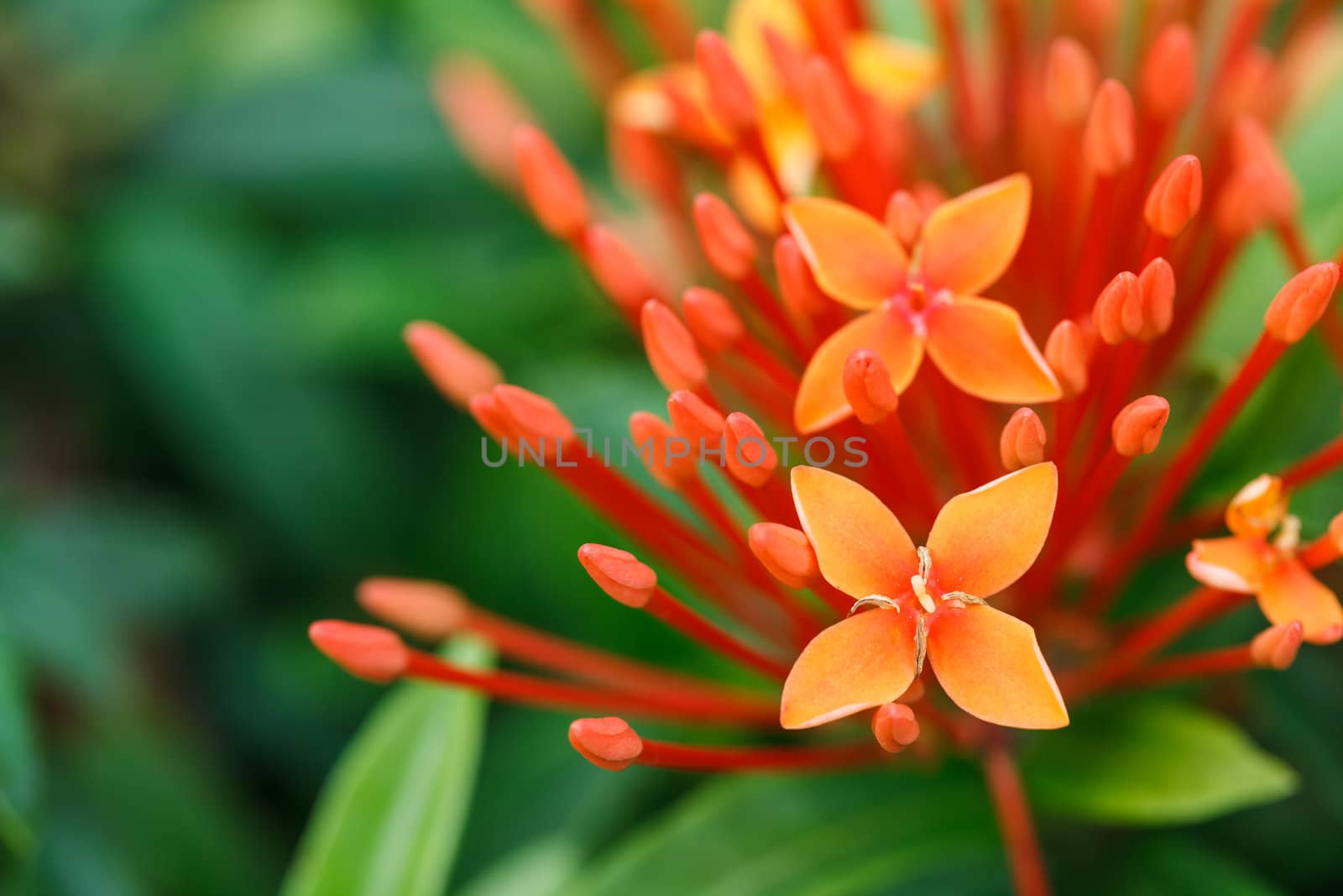 Close up bunch of red ixora flowers.