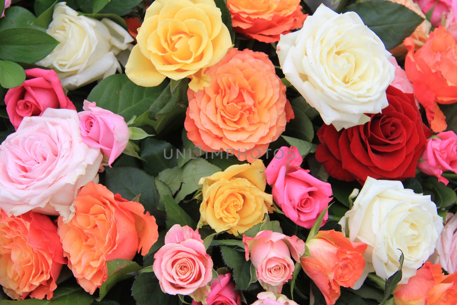 Mixed rose bouquet, big roses in bright colors