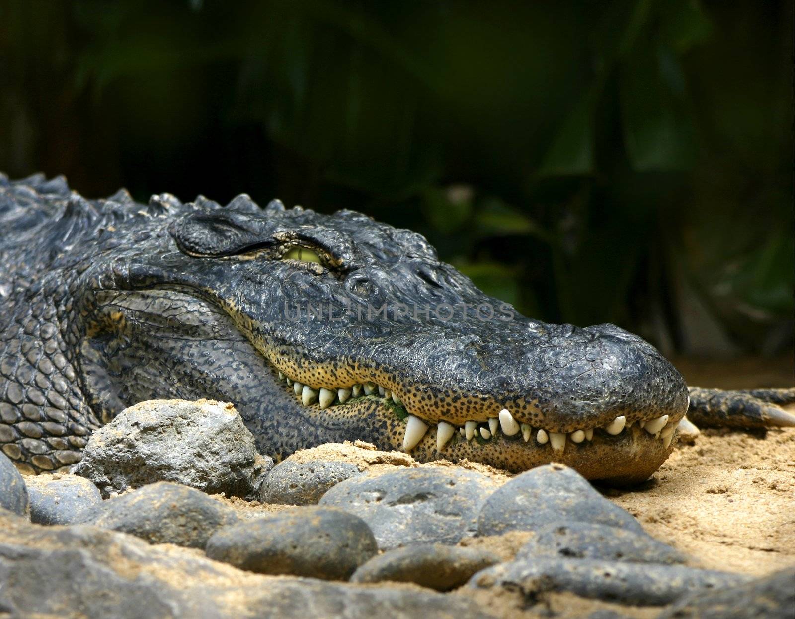 dangerous alligator smile