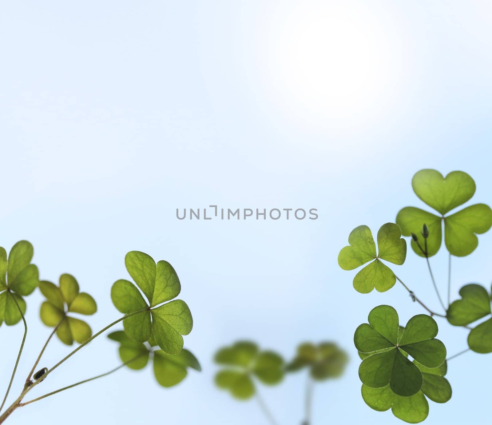 Young oxalis leaves backlit by sunlight in a garden  by mnsanthoshkumar