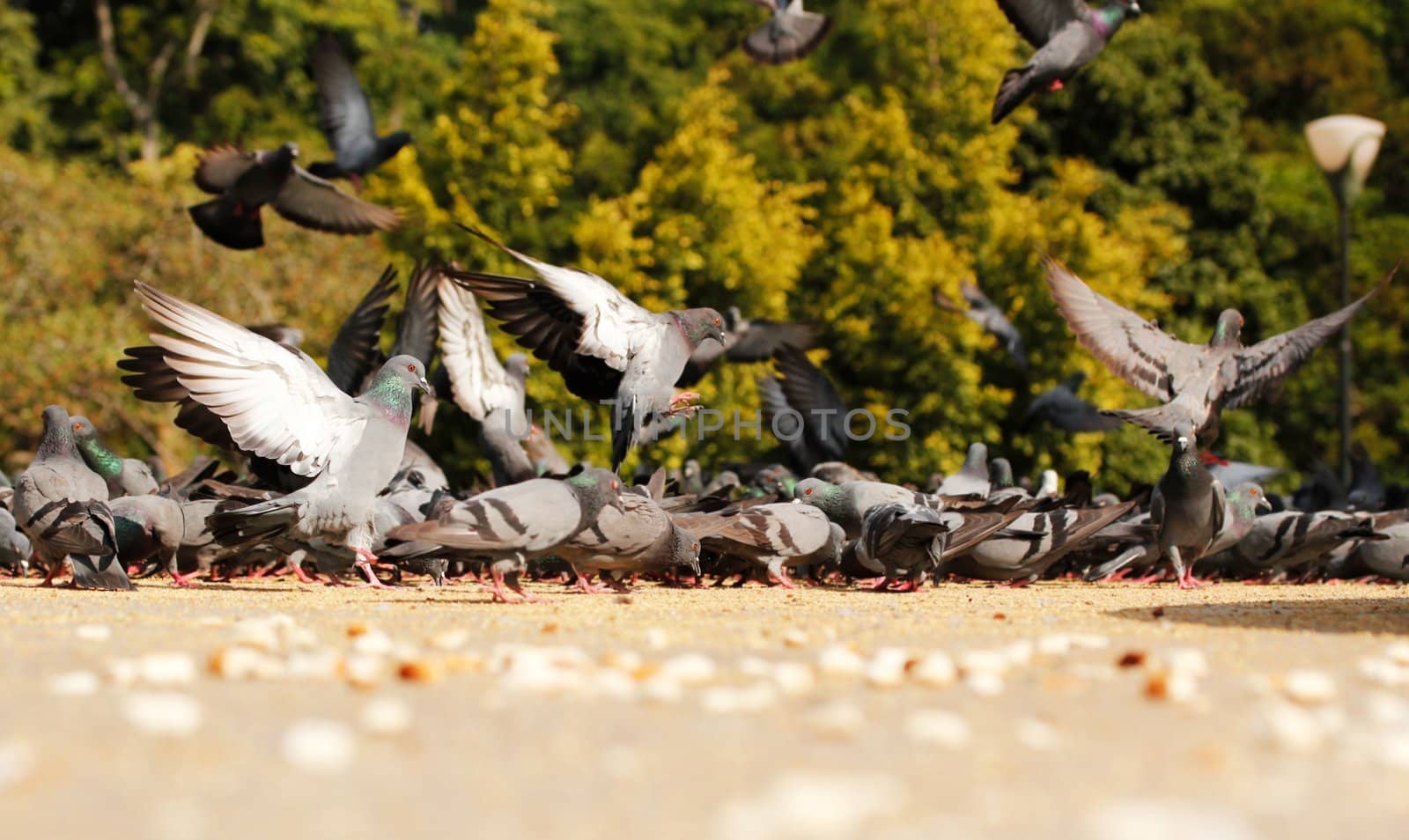 Many pigeons in a park feeding on grains on a sunny day