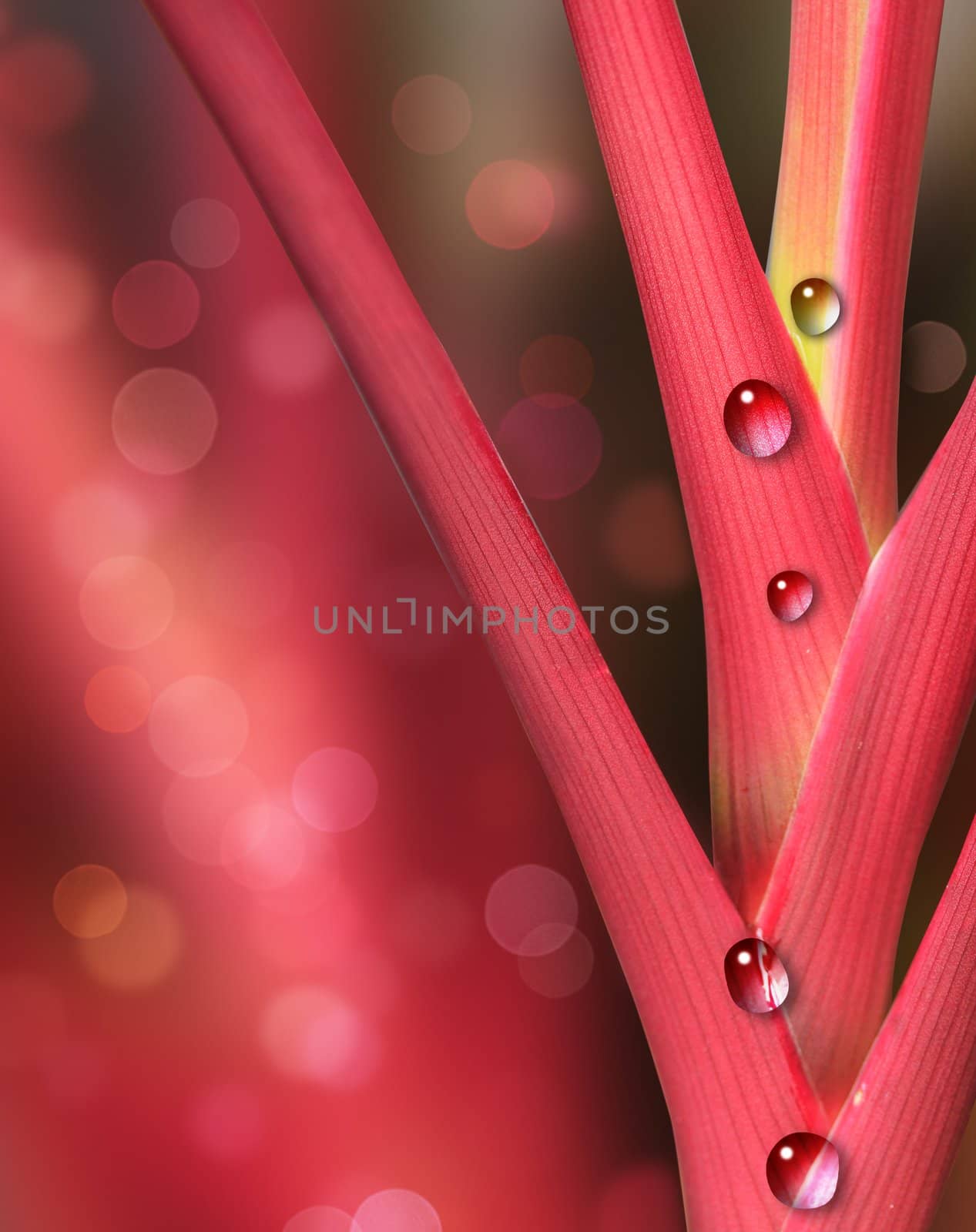 Red and pink plant with rain water droplets and background blurred with copy space