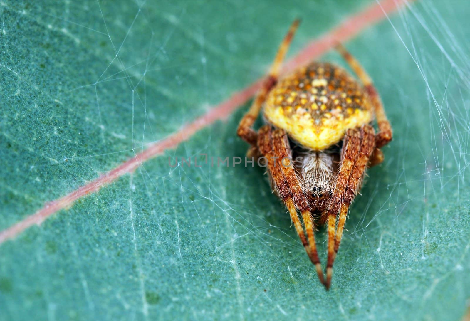 Attractive yellow colored hairy spider on a leaf waiting for its prey in its web