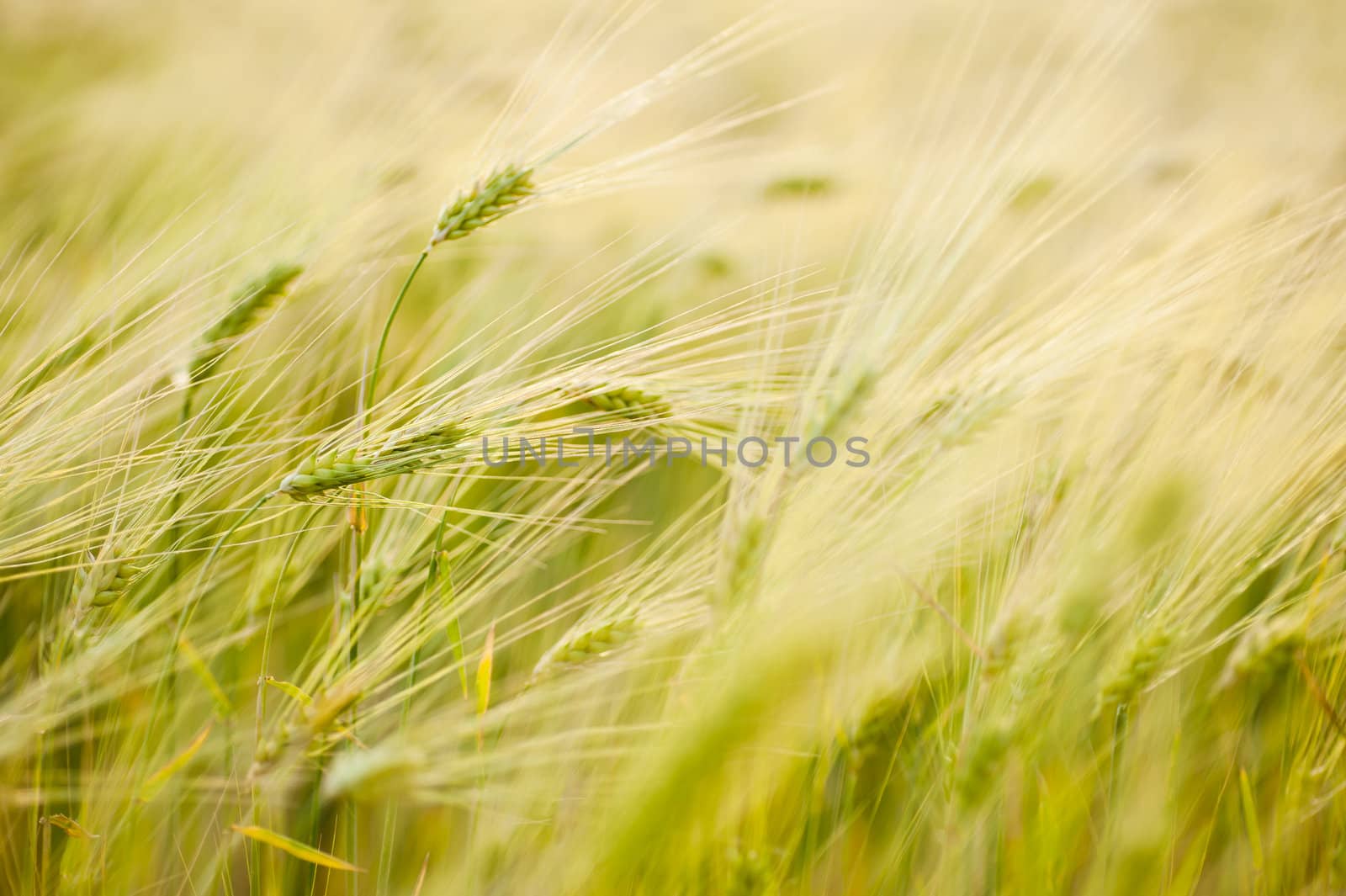 barley field by manaemedia