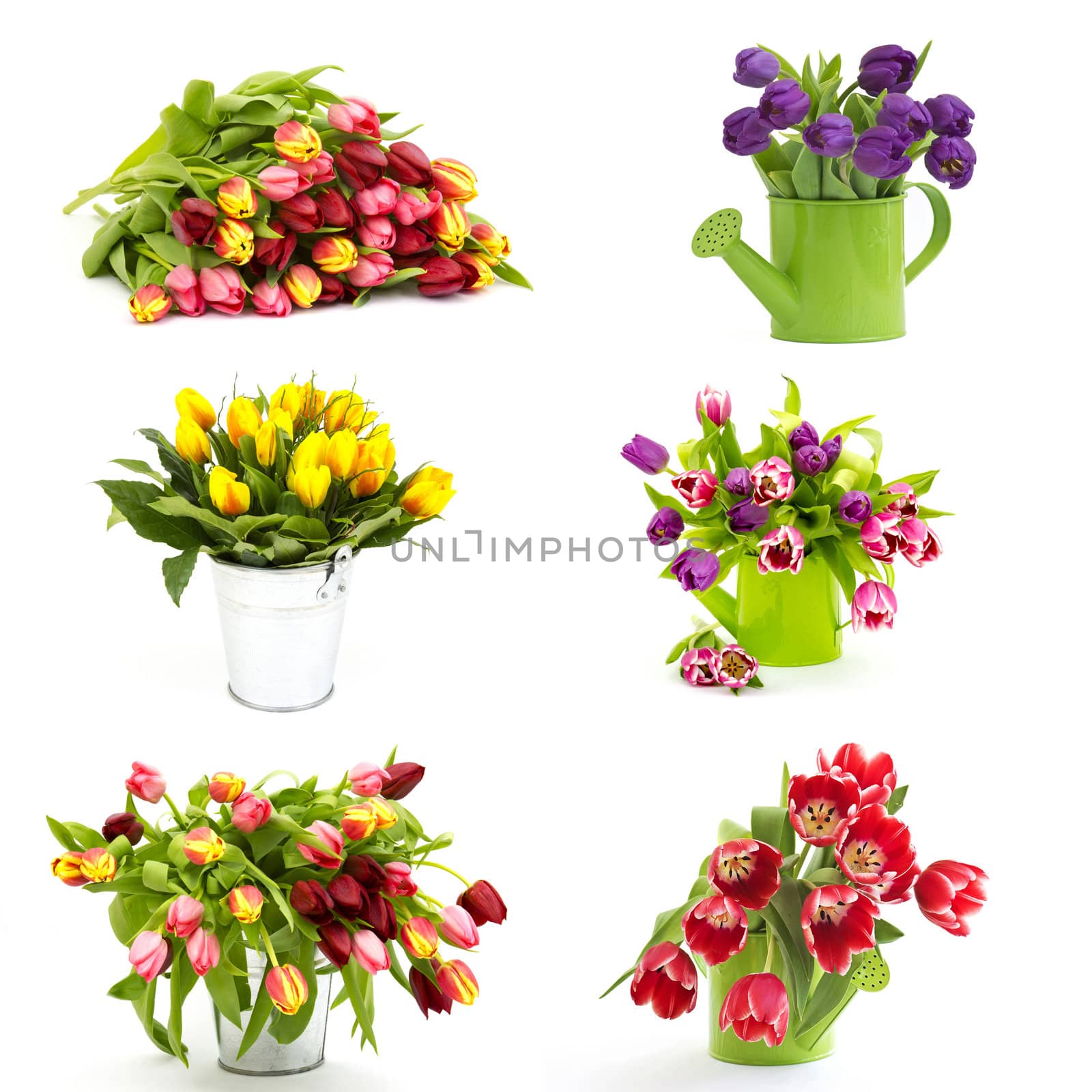 colourful tulips - collage
