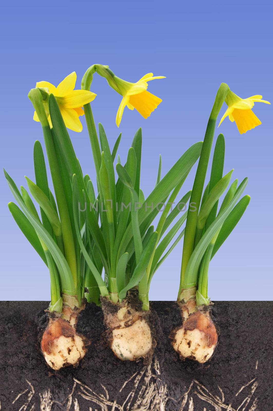 Spring daffodils with bulbs and roots planted in soil