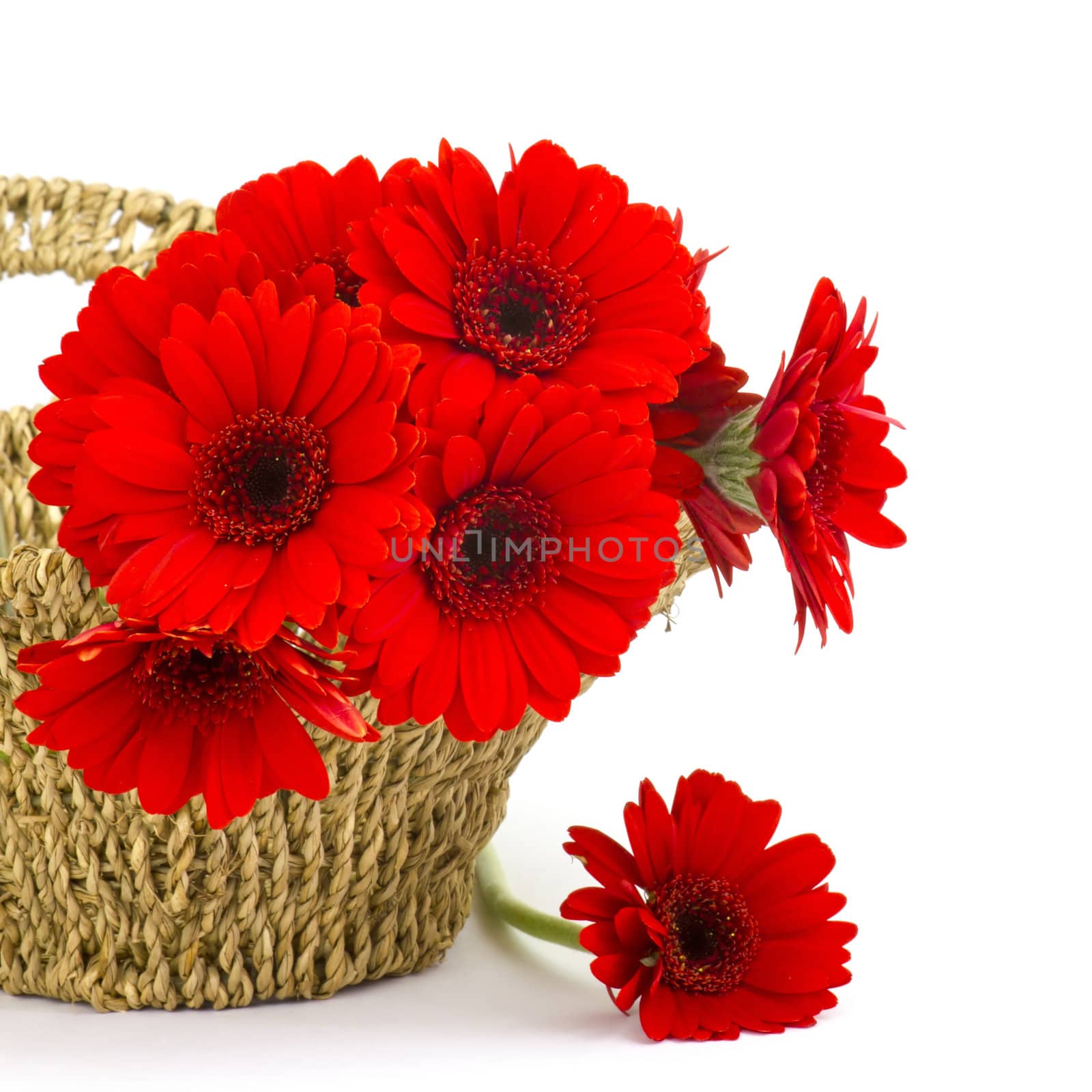 gerbera flowers in a basket