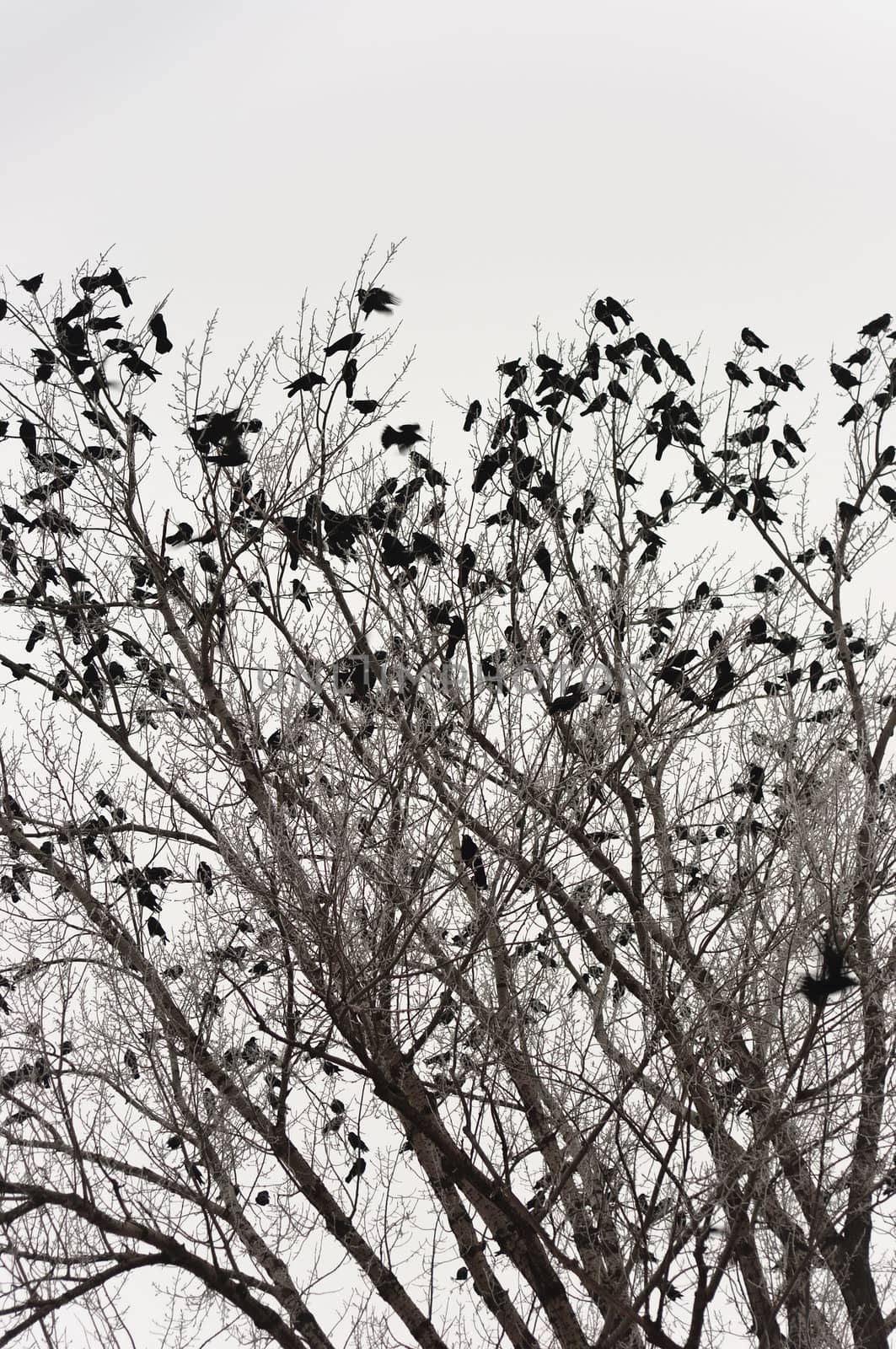 Crows on the tree