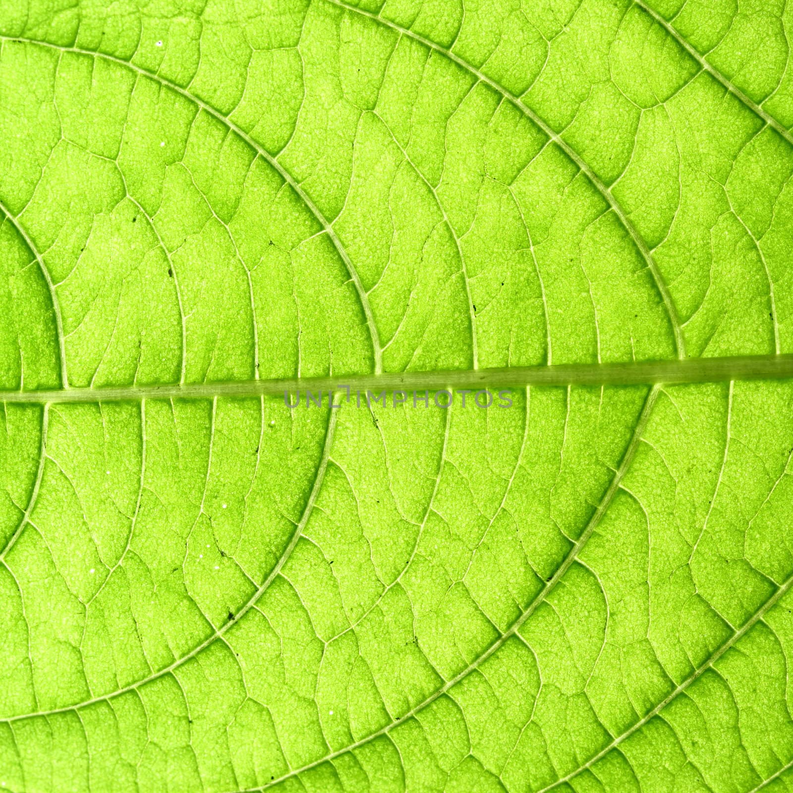 green leaf vein