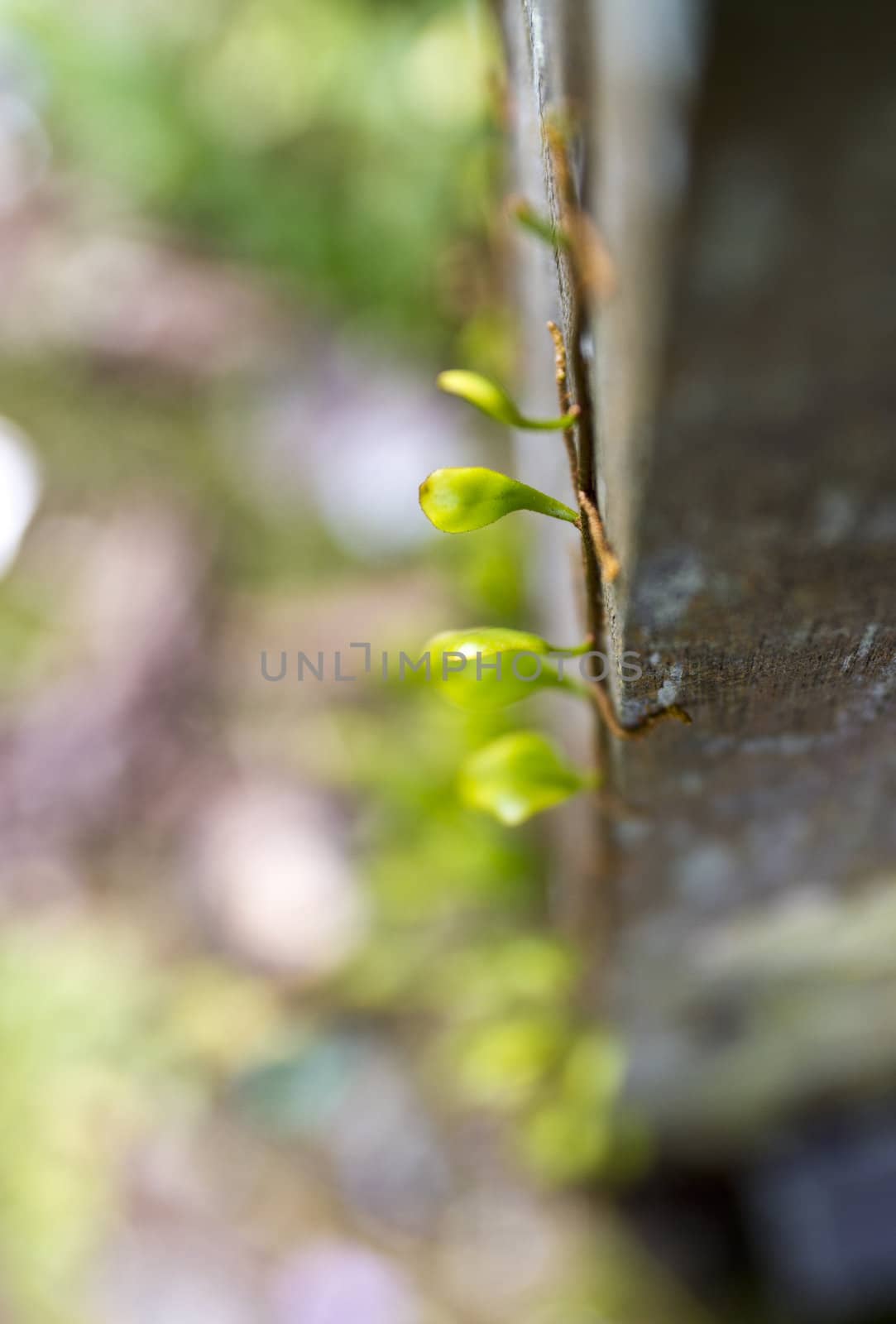 Close up view of Pyrrosia piloselloides leaf on a wood log with bokeh background
