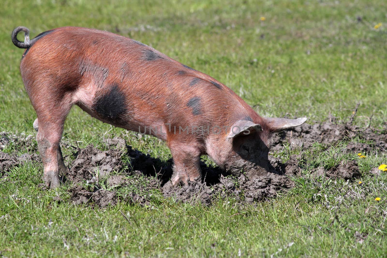 little pig in a mud by goce