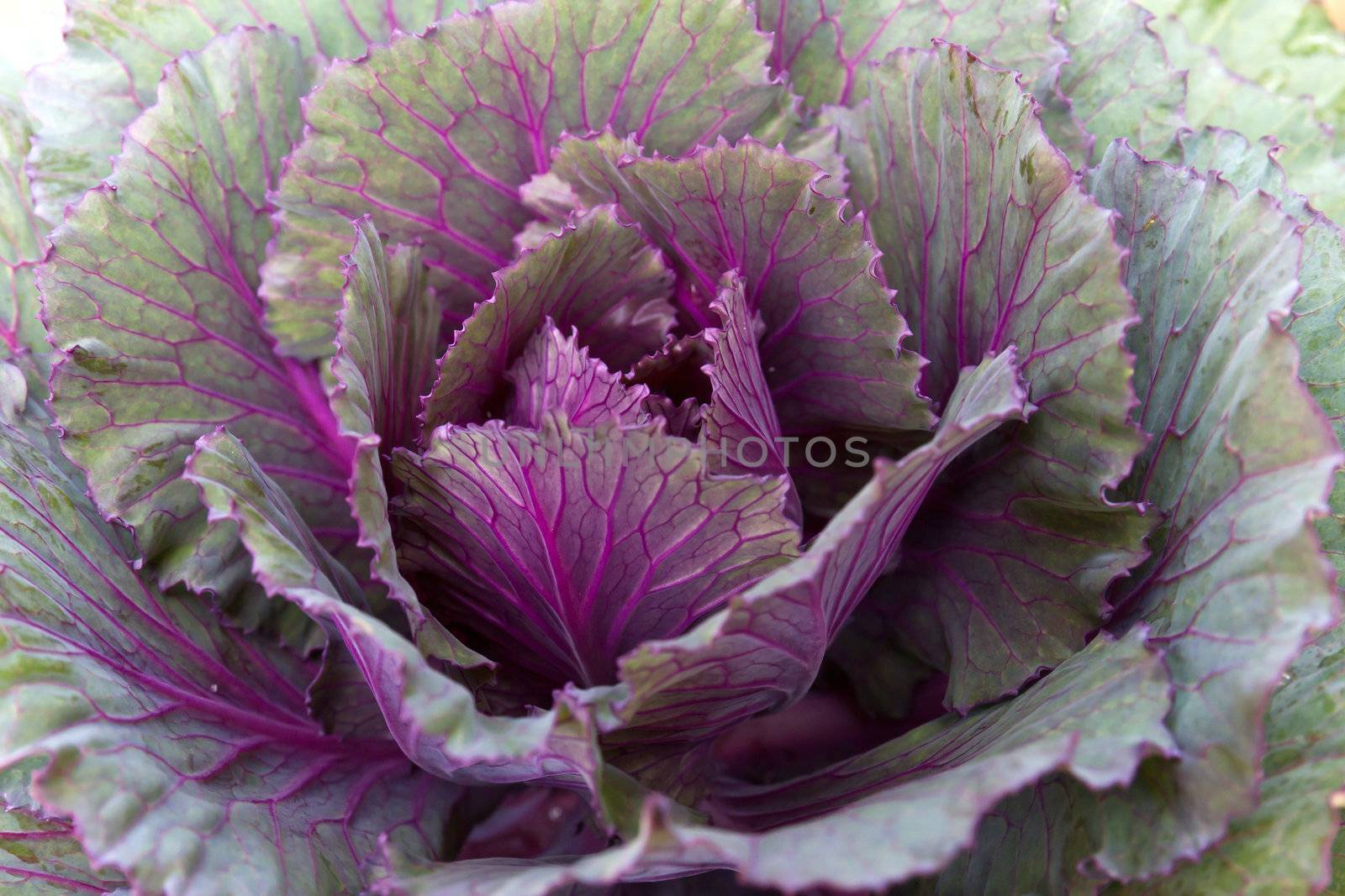 Fresh violet Cabbage (brassica oleracea) plant leaves