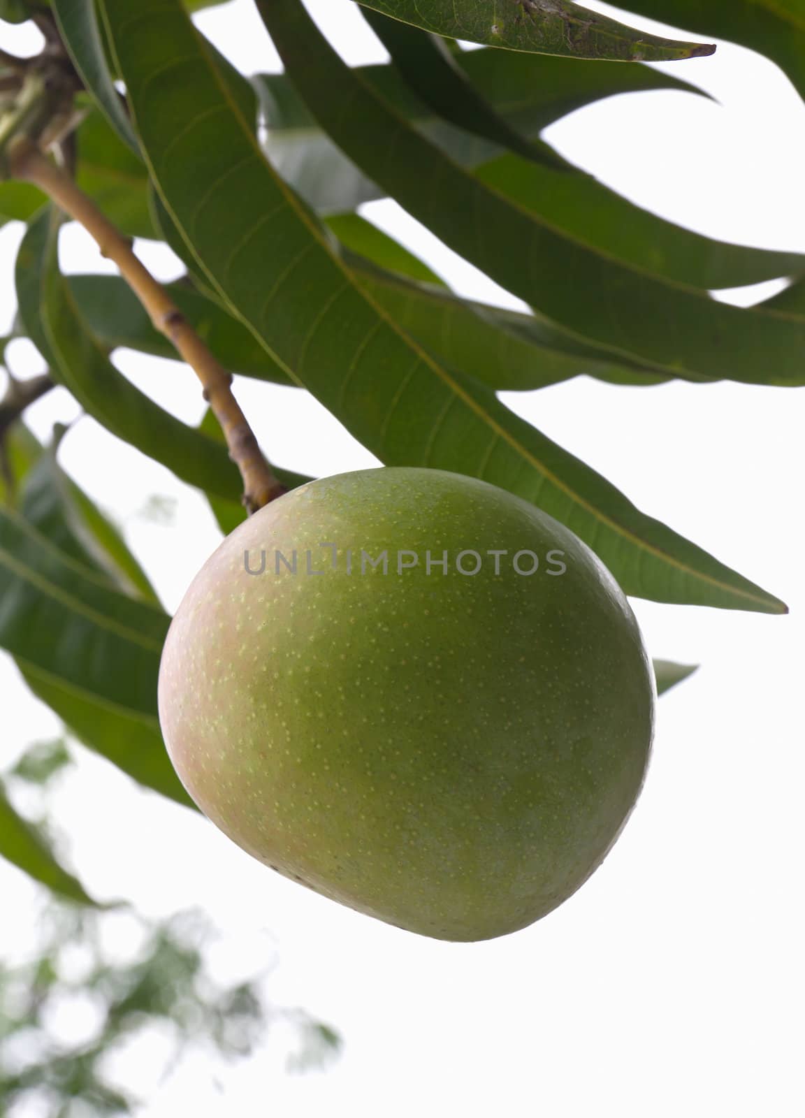 Green mango tree with full of fruits