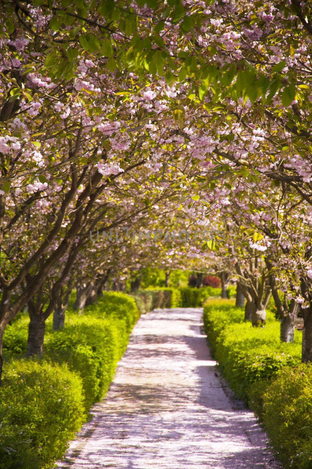 Blossom time