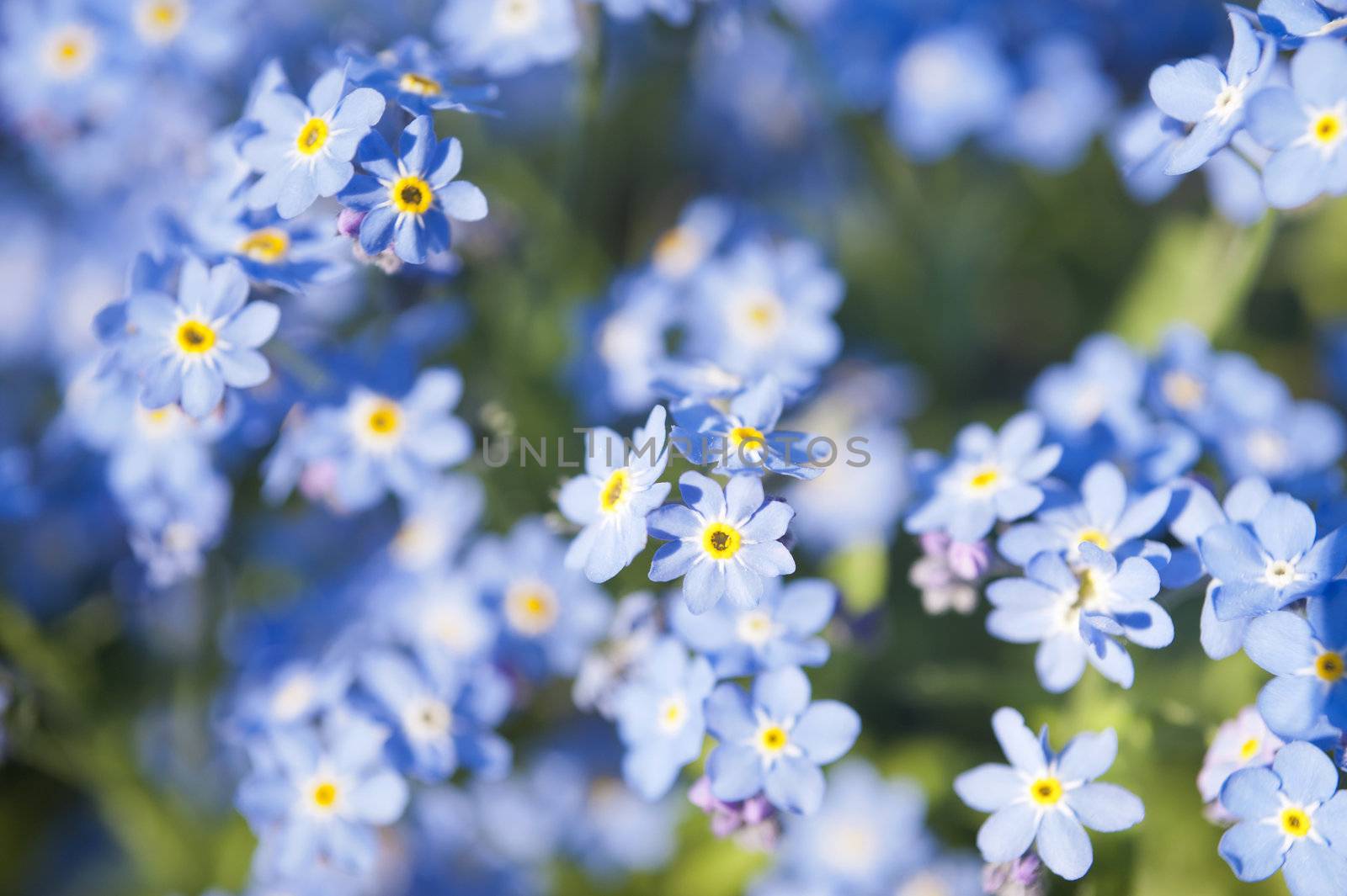 Myosotis by 3quarks