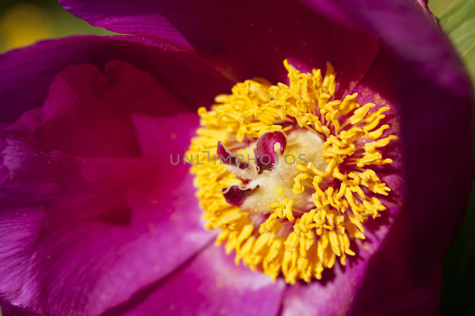 Close up of a flower