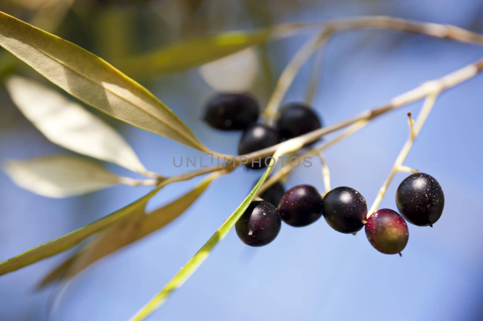 Olea Europaea