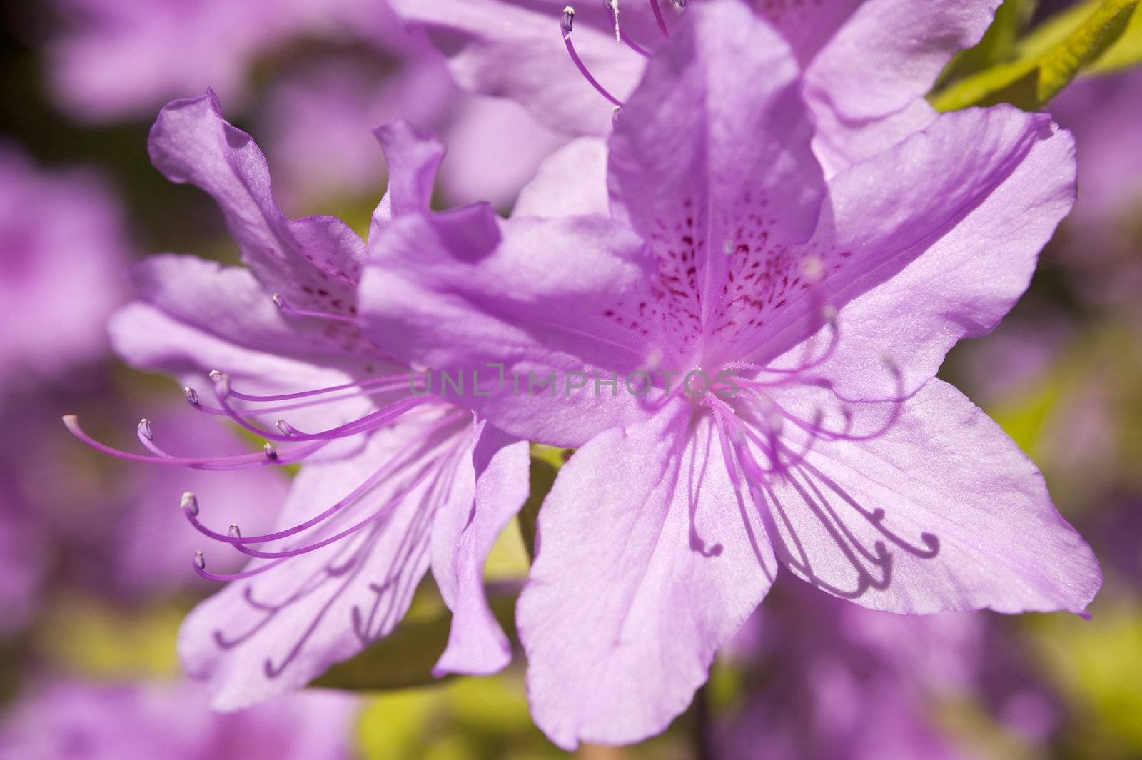 Rhododendron by 3quarks