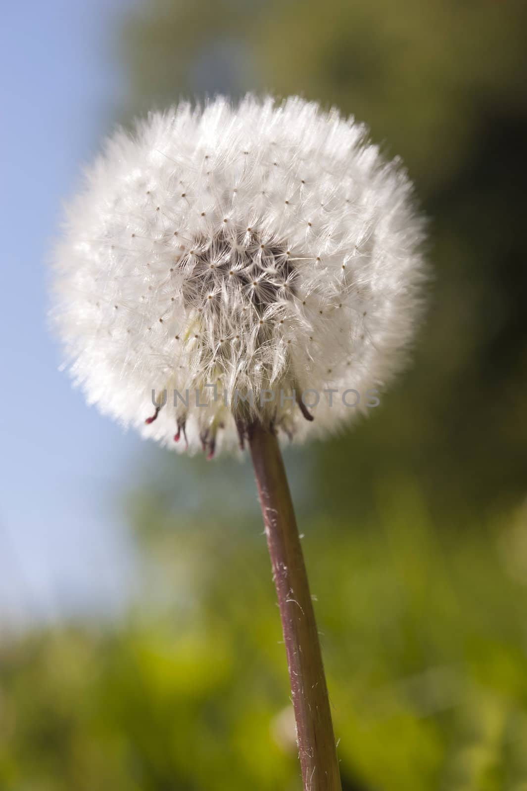 Dandelion blowball