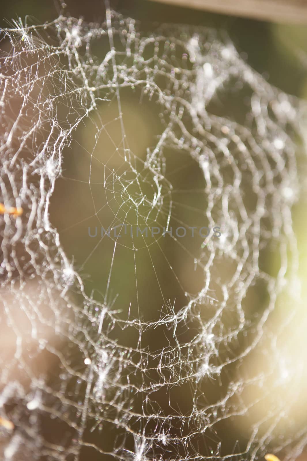 Spiderweb by 3quarks