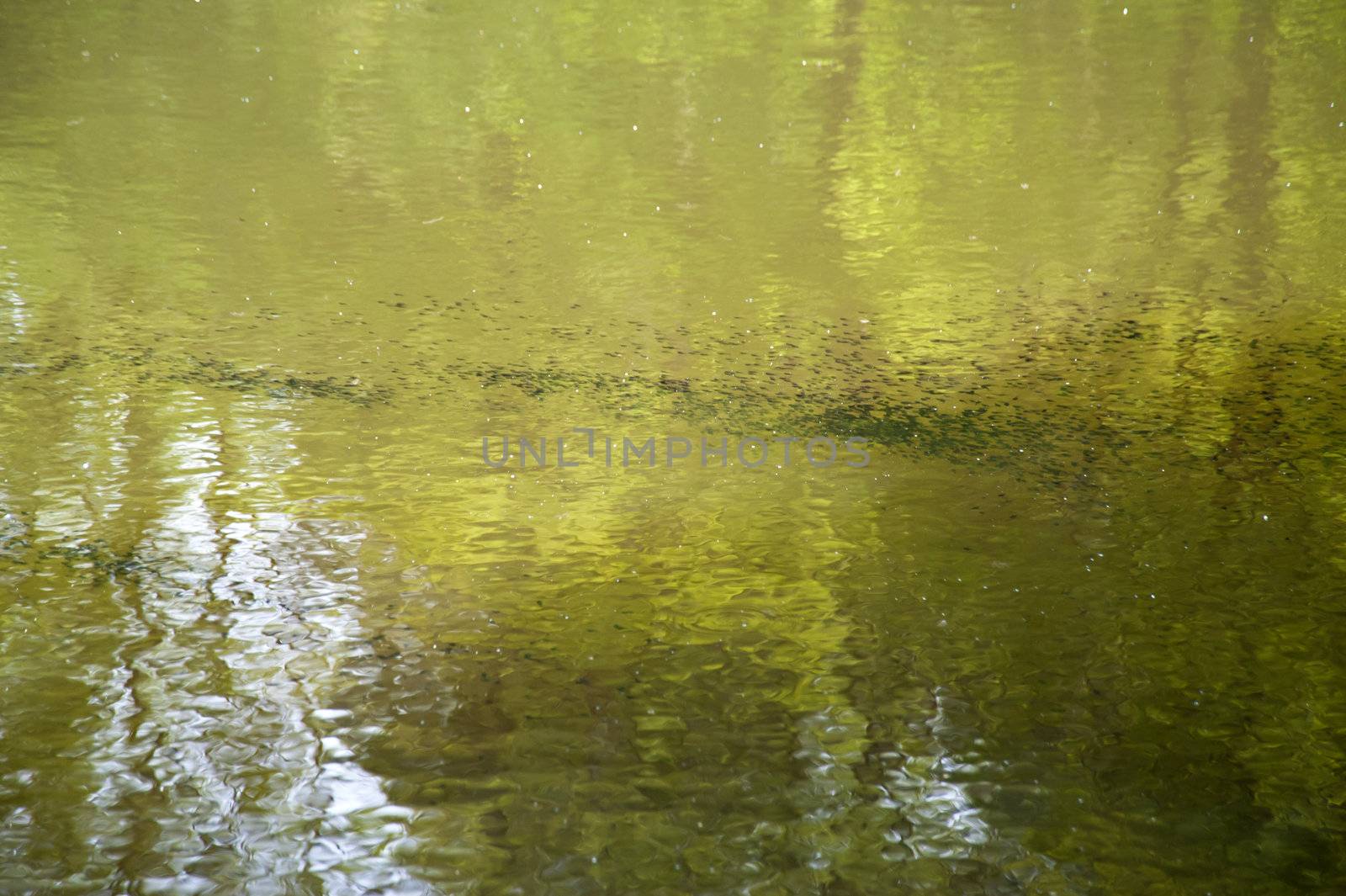 Tadpoles in a pond