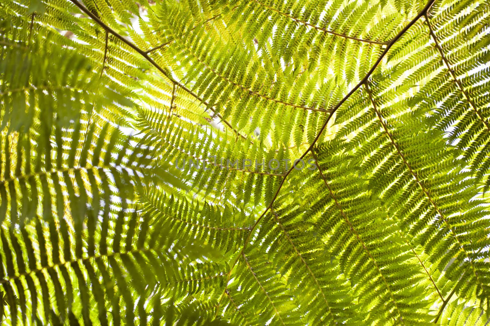 Detail of a frond