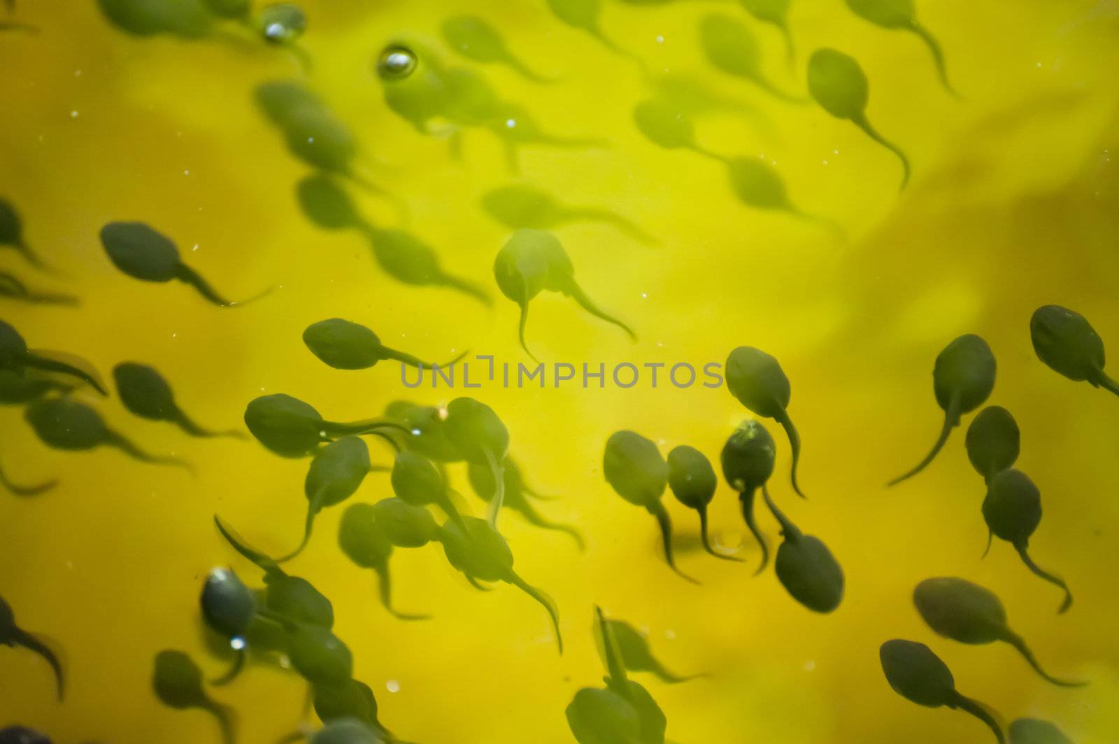 Tadpoles in a pond