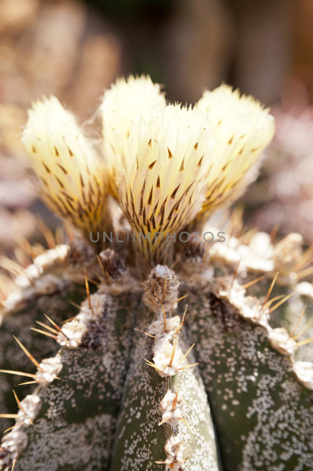 Cactus by 3quarks