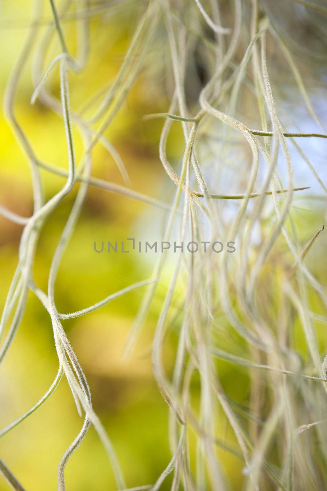 Aerial Roots