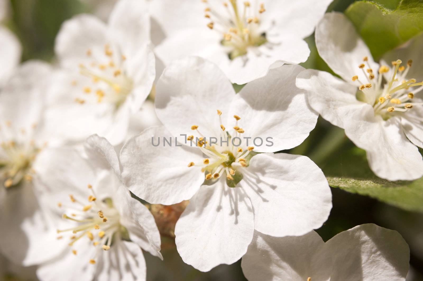 Malus Toringo