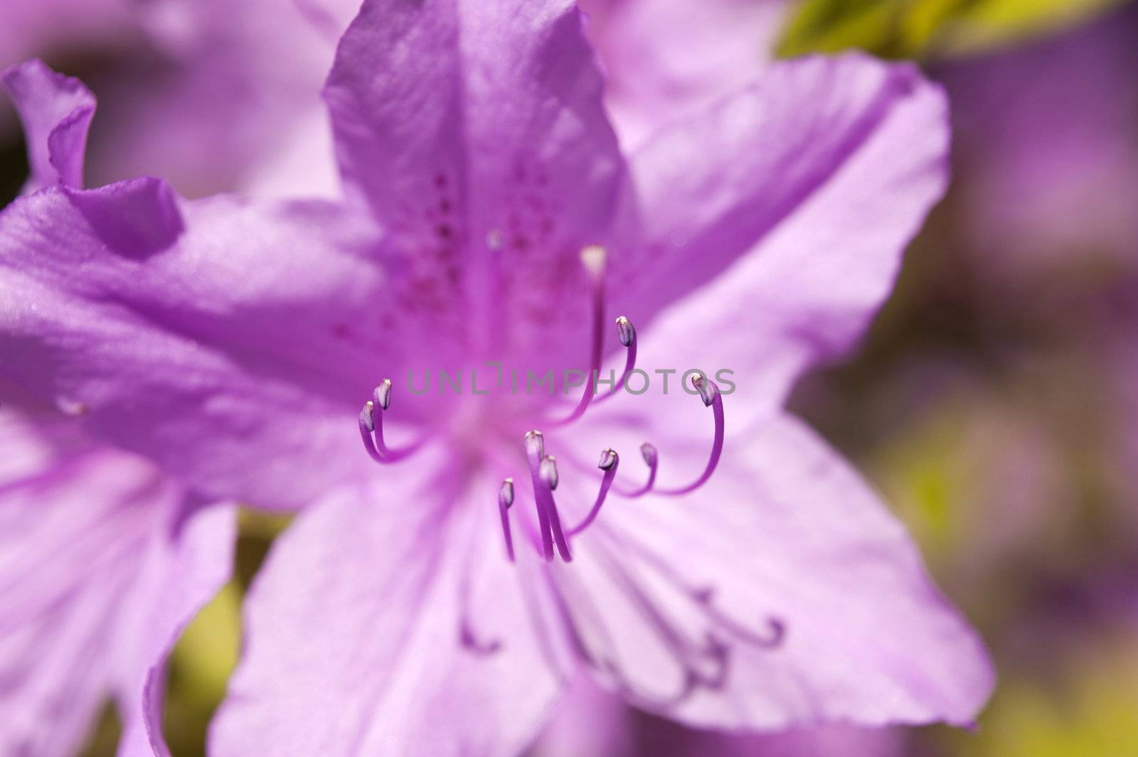 Rhododendron by 3quarks