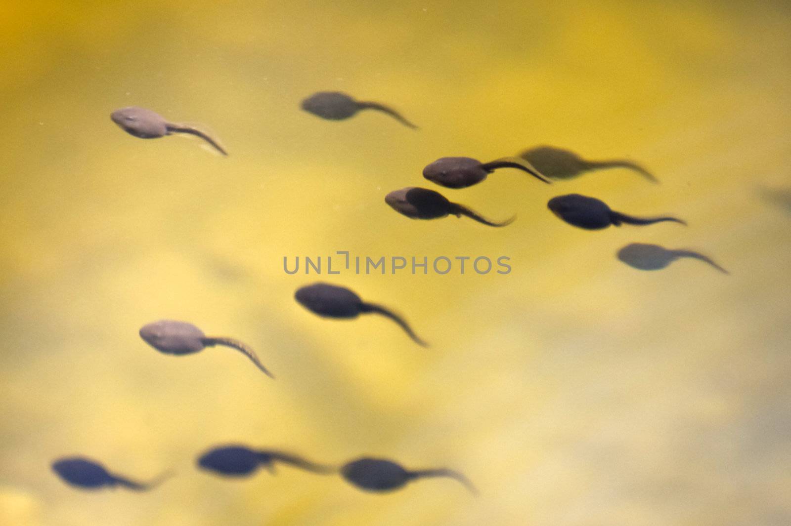 Tadpoles in a pond