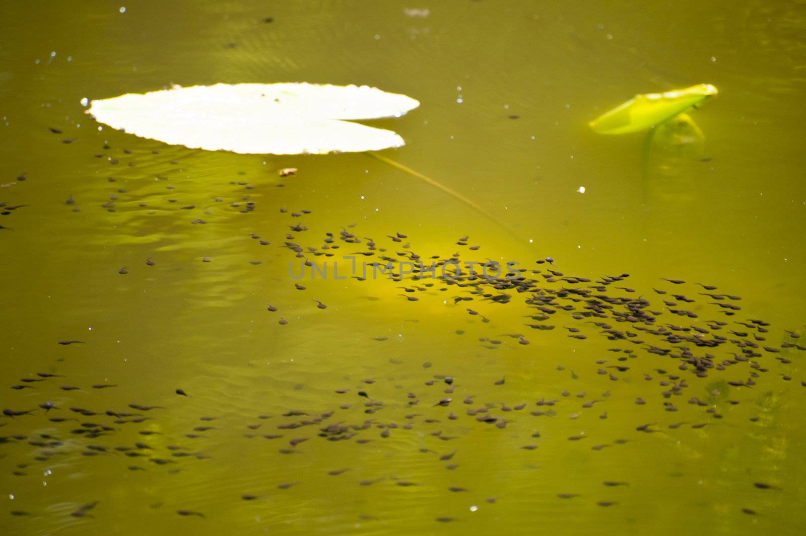 Tadpoles by 3quarks